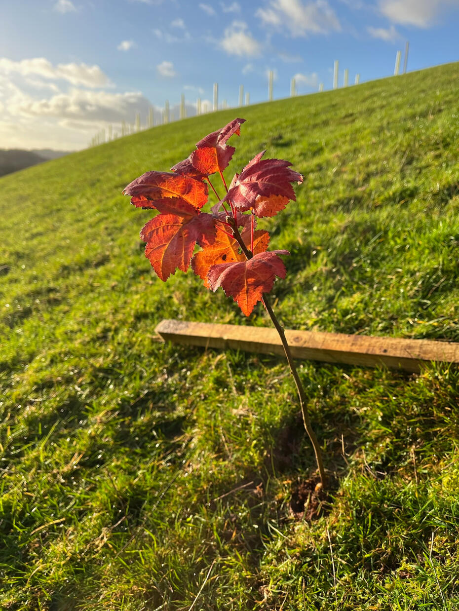Wild service sapling
